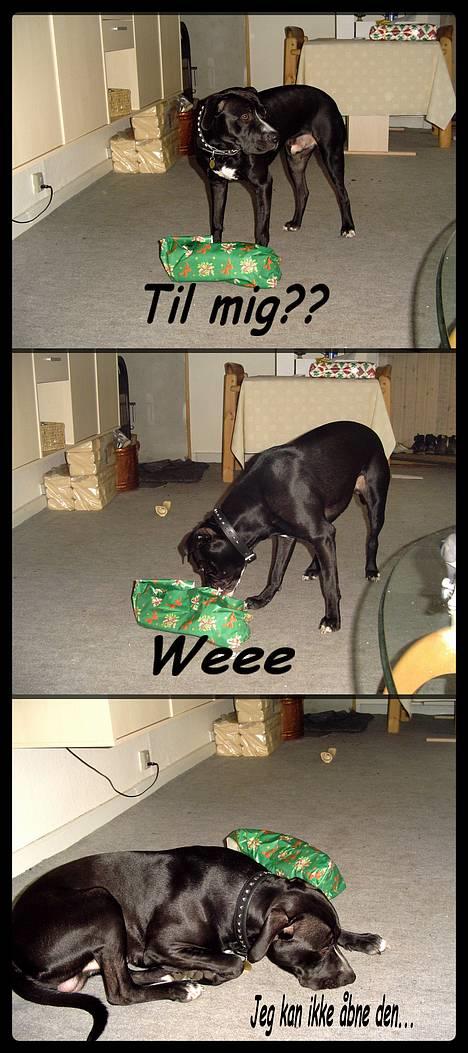 Amerikansk staffordshire terrier Buzz  *Hvil i fred* - nøøj... er den til mig?? billede 13