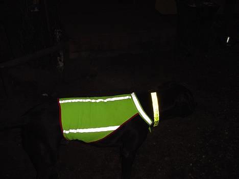 Amerikansk staffordshire terrier Buzz  *Hvil i fred* - Buzz med refleksvest billede 14