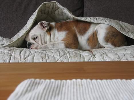 Engelsk bulldog Balder billede 11