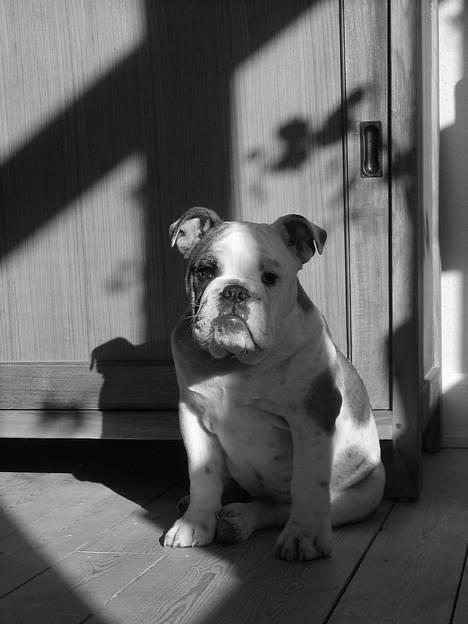 Engelsk bulldog Balder billede 12