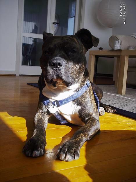 Amerikansk staffordshire terrier Taz billede 1