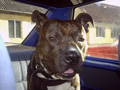 Amerikansk staffordshire terrier Taz billede 2