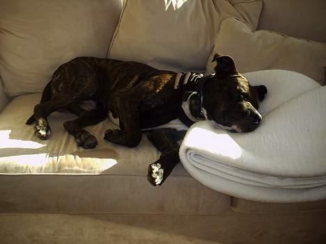 Amerikansk staffordshire terrier Taz billede 3