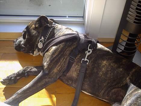 Amerikansk staffordshire terrier Taz billede 4