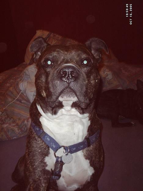 Amerikansk staffordshire terrier Taz billede 5