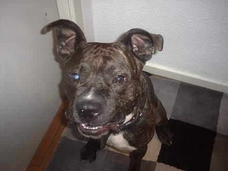 Amerikansk staffordshire terrier Taz billede 6