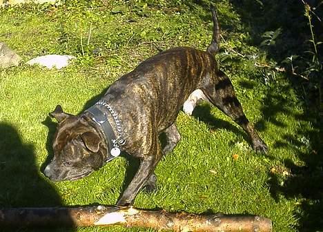 Amerikansk staffordshire terrier Taz billede 7