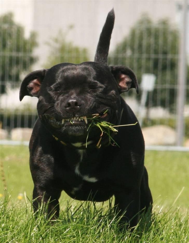 Staffordshire bull terrier Manse billede 12