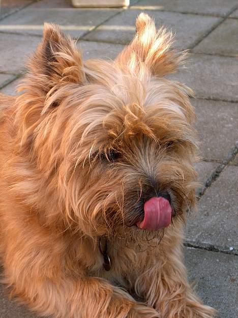 Cairn terrier Mathe - malthe,- <3<3 nuttet ik der skal nok komme flere billeder (; billede 1