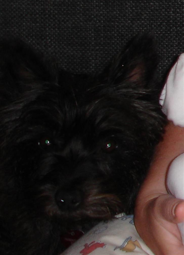 Cairn terrier Freja - halløjsa!!! billede 1