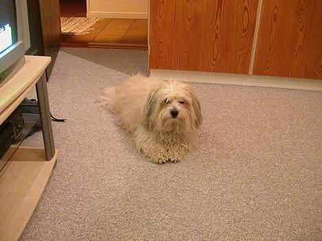 Coton de tulear Miki billede 11