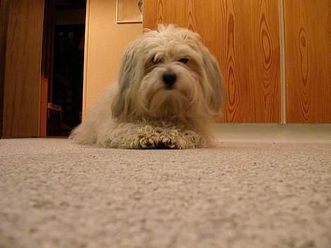 Coton de tulear Miki billede 12