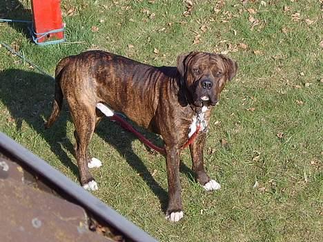 Blanding af racer Mailo  R.I.P. - "Ej" Jeg ved godt jeg er smuk. billede 2