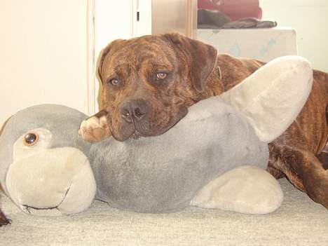 Blanding af racer Mailo  R.I.P. - Det her af en af mine bedste venner, vi sover tit sammen. billede 3