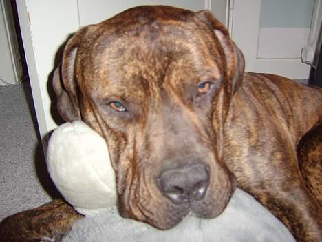 Blanding af racer Mailo  R.I.P. - Jeg e megar træt "GAB" billede 4