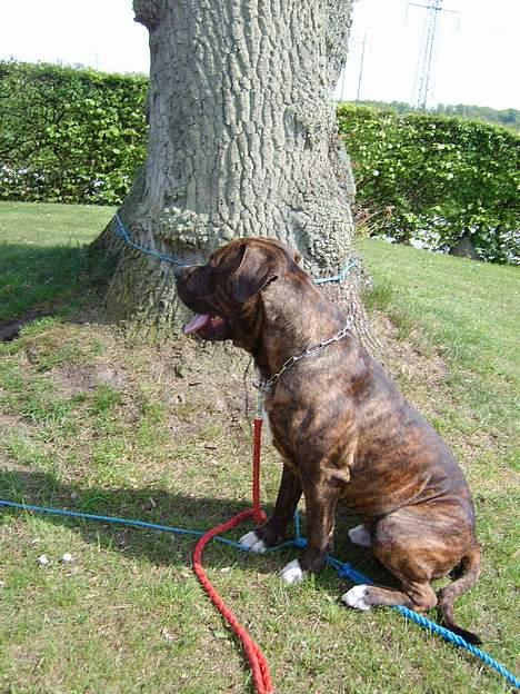 Blanding af racer Mailo  R.I.P. - Hey der løber en godbid der over! billede 5