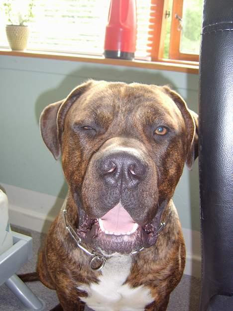 Blanding af racer Mailo  R.I.P. - Hva så, ville du noget!? billede 6