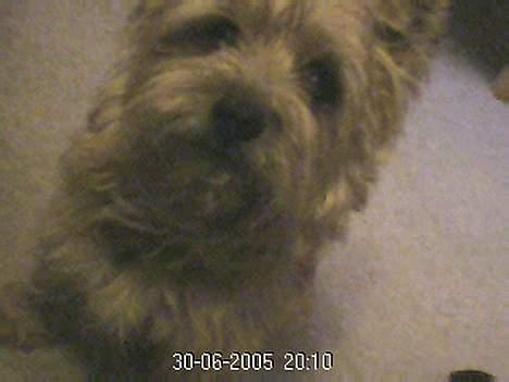 Cairn terrier Mathe - mathe,- desvære kun web bliieder jeg har da vores digtal er lånt ud til søs billede 2