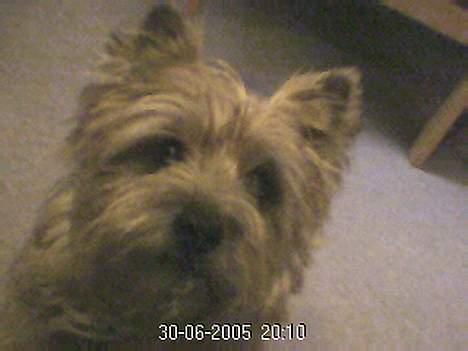Cairn terrier Mathe - nuttet ik <3<3 (; billede 3
