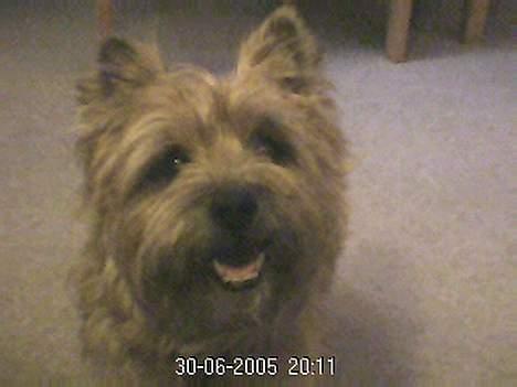 Cairn terrier Mathe - puuu det er hot,- billede 4