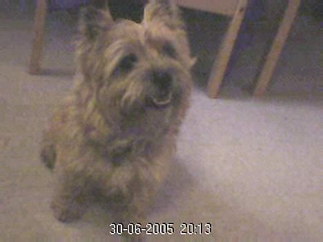 Cairn terrier Mathe - wa sir du ida ? billede 5