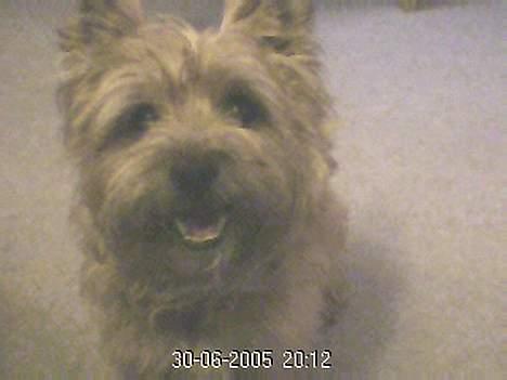 Cairn terrier Mathe - Ö # Mig Malthe hunden (; billede 6