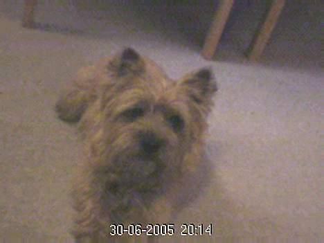 Cairn terrier Mathe - ü Tager lig en slapper !! (;  billede 7