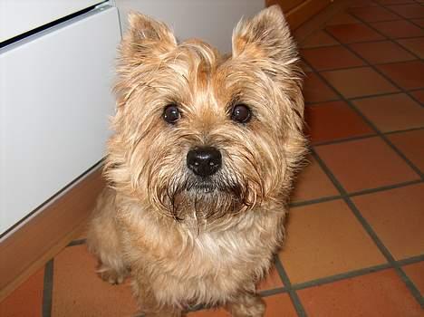 Cairn terrier Mathe - lille malthe (> billede 8