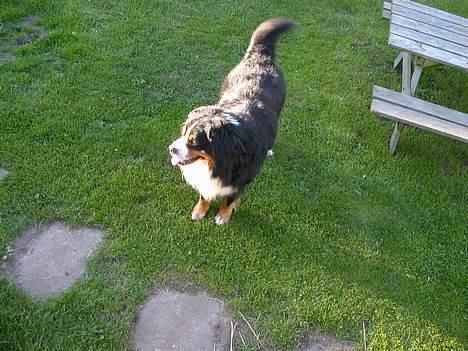 Berner sennenhund Donna Tello - kom ned....! billede 8