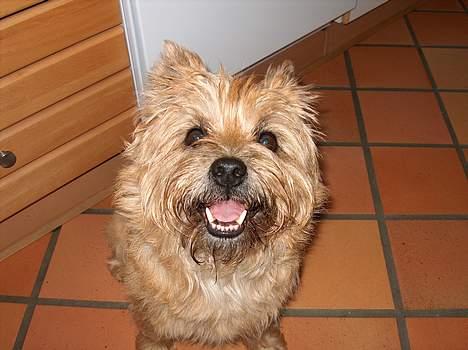 Cairn terrier Mathe - mad mad mad mad mad billede 9