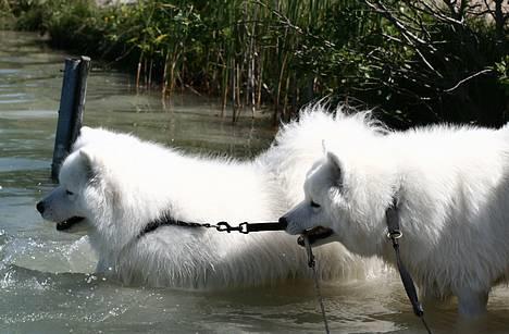 Samojedhund Kiaks Kenzo of Dancer - STOP Far!!! Ik længere ud!!! billede 2