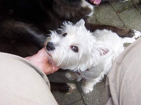 West highland white terrier Molly billede 1
