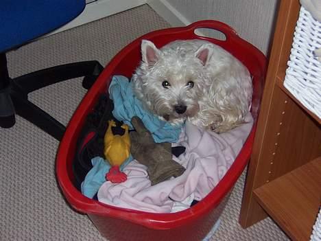 West highland white terrier Molly - Er offer for falsk drægtighed. Ligger med sine 2 "hvalpe": Kylling og ruskindshandske! billede 2