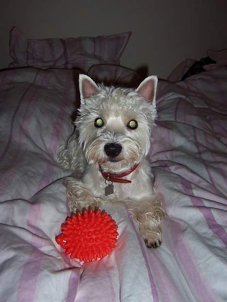 West highland white terrier Molly billede 3