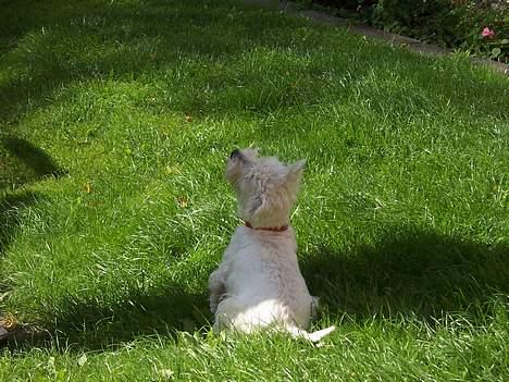 West highland white terrier Molly - Er meget lydig lige nu! billede 4