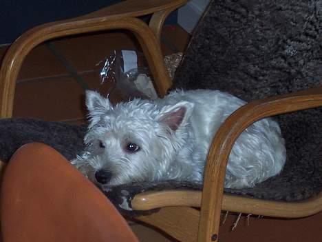 West highland white terrier Molly - Keeeeder mig!!!!!! billede 5