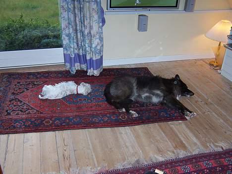 West highland white terrier Molly - Ligger lige og får en middagslur med min bedste ven Kitan der døde d. 10/7-05 :o( billede 6