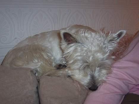 West highland white terrier Molly billede 7