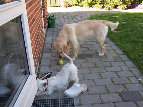 West highland white terrier Molly - Nysgerrig!! billede 8