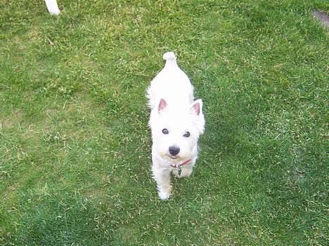 West highland white terrier Molly - Molly ½ år gammel billede 9