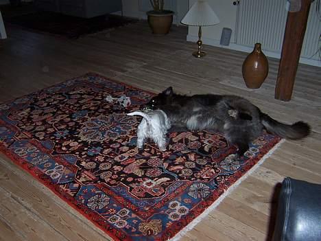 West highland white terrier Molly - Får en god slåskamp med Kitan(død nu, kun 9 år gammel) billede 10