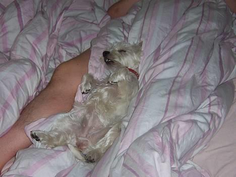 West highland white terrier Molly - Sådan ligger jeg hver nat og hygger mig med mine forældre! billede 11