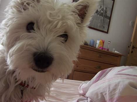 West highland white terrier Molly billede 12