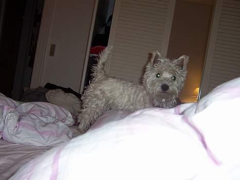 West highland white terrier Molly billede 13