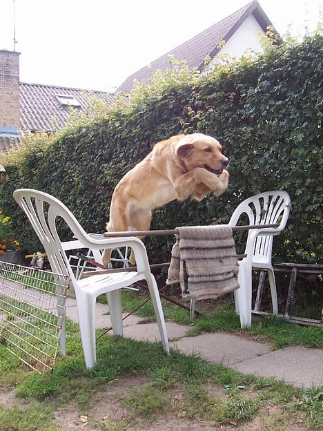 Blanding af racer malou - superhund! dadadadaaa! *NYT* billede 1