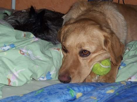 Blanding af racer malou - *Hihi* Jeg har bolden og hun kan ikke se den :D billede 3