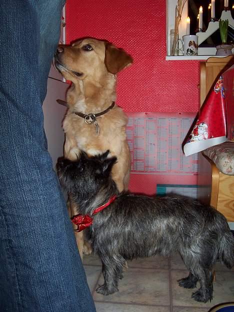 Blanding af racer malou - nu er det jo jul er det der vores gaver??? :) billede 5