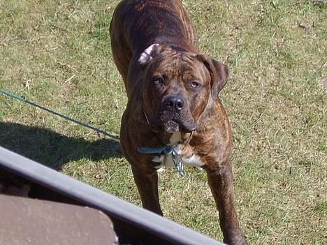 Blanding af racer Mailo  R.I.P. - Vov.... billede 7