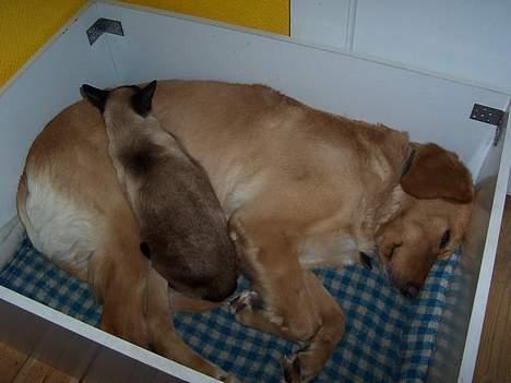 Blanding af racer malou - her er så mulle og vores ældste mis Zimba, de sover ALTID sammen.... billede 6