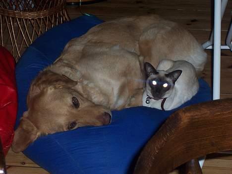 Blanding af racer malou - her er så mulle og den yngste mis Max, tjek lige de spooky øjne.. hihi billede 7